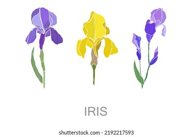 Decorative hand drawn iris flowers, design elements. Can be used for cards, invitations, banners, posters, print design. Floral background