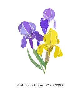 Decorative hand drawn iris flowers, design elements. Can be used for cards, invitations, banners, posters, print design. Floral background