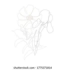 Decorative hand drawn iris, lily and cosmos flowers, design elements. Can be used for cards, invitations, banners, posters, print design. Continuous line art style