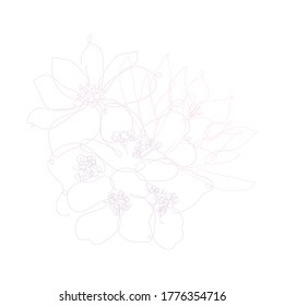Decorative hand drawn jasmine, anemone and lotus, design elements. Can be used for cards, invitations, banners, posters, print design. Continuous line art style