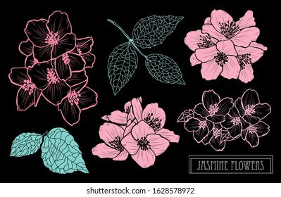 Decorative hand drawn jasmine flowers set, design elements. Can be used for cards, invitations, banners, posters, print design. Floral background in line art style