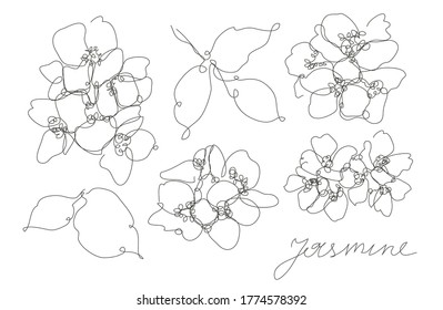 Decorative hand drawn jasmine flowers set, design elements. Can be used for cards, invitations, banners, posters, print design. Continuous line art style