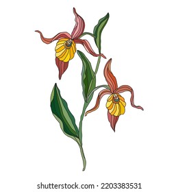 Decorative hand drawn lady slipper orchid flowers, design elements. Can be used for cards, invitations, banners, posters, print design. Floral background in line art style