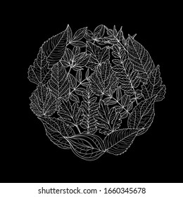 Decorative hand drawn leaves, design elements. Can be used for cards, invitations, banners, posters, print design. Floral background in line art style