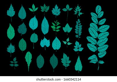 Decorative  hand drawn leaves set, design elements. Can be used for cards, invitations, banners, posters, print design. Floral background in line art style