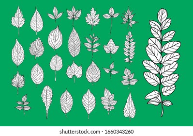 Decorative  hand drawn leaves set, design elements. Can be used for cards, invitations, banners, posters, print design. Floral background in line art style