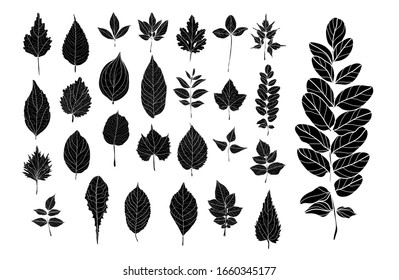Decorative  hand drawn leaves set, design elements. Can be used for cards, invitations, banners, posters, print design. Floral background in line art style