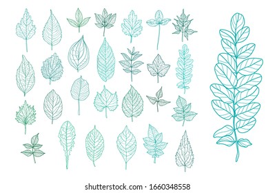 Decorative  hand drawn leaves set, design elements. Can be used for cards, invitations, banners, posters, print design. Floral background in line art style