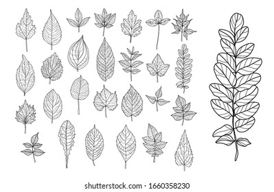 Decorative  hand drawn leaves set, design elements. Can be used for cards, invitations, banners, posters, print design. Floral background in line art style