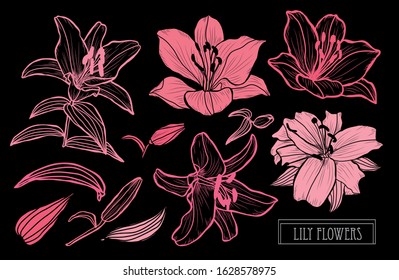 Decorative hand drawn lily flowers set, design elements. Can be used for cards, invitations, banners, posters, print design. Floral background in line art style