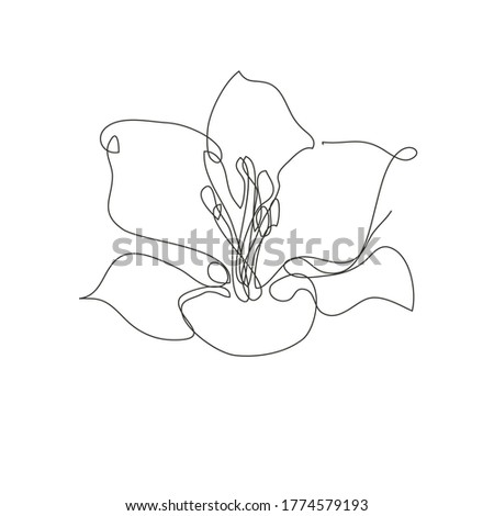 Decorative hand drawn liy flower, design element. Can be used for cards, invitations, banners, posters, print design. Continuous line art style