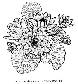 Decorative hand drawn lotus  flowers, design elements. Can be used for cards, invitations, banners, posters, print design. Floral background in line art style