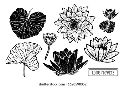 Decorative hand drawn lotus flowers set, design elements. Can be used for cards, invitations, banners, posters, print design. Floral background in line art style