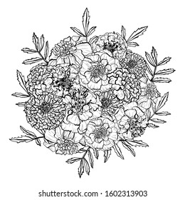 Decorative hand drawn marigold flowers, design elements. Can be used for cards, invitations, banners, posters, print design. Floral background in line art style