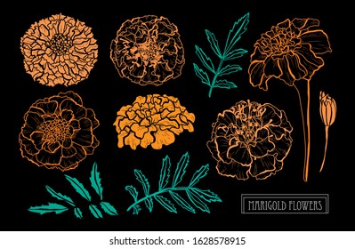 Decorative hand drawn marigold flowers set, design elements. Can be used for cards, invitations, banners, posters, print design. Floral background in line art style