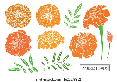 Decorative hand drawn marigold flowers set, design elements. Can be used for cards, invitations, banners, posters, print design. Floral background in line art style