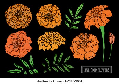 Decorative hand drawn marigold flowers set, design elements. Can be used for cards, invitations, banners, posters, print design. Floral background in line art style