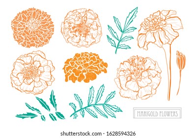 Decorative hand drawn marigold flowers set, design elements. Can be used for cards, invitations, banners, posters, print design. Floral background in line art style