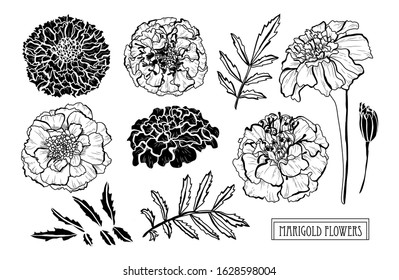 Decorative hand drawn marigold flowers set, design elements. Can be used for cards, invitations, banners, posters, print design. Floral background in line art style