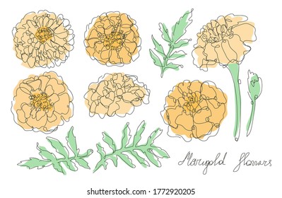 Decorative hand drawn marigold flowers set, design elements. Can be used for cards, invitations, banners, posters, print design. Continuous line art style