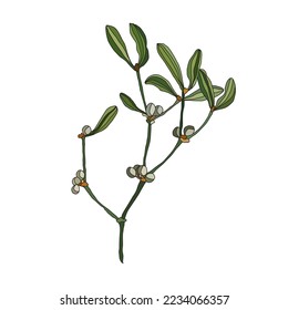 Decorative hand drawn  mistletoe branch, design element. Can be used for cards, invitations, banners, posters, print design. Christmas, New year, winter background in line art style