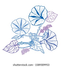 Decorative hand drawn morning glory flowers, design elements. Can be used for cards, invitations, banners, posters, print design. Floral background in line art style