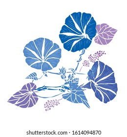 Decorative hand drawn morning glory  flowers, design elements. Can be used for cards, invitations, banners, posters, print design. Floral background in line art style