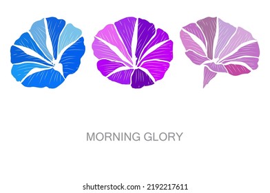 Decorative hand drawn morning glory flowers, design elements. Can be used for cards, invitations, banners, posters, print design. Floral background