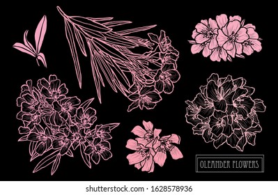 Decorative hand drawn oleander flowers set, design elements. Can be used for cards, invitations, banners, posters, print design. Floral background in line art style