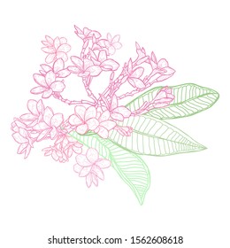 Decorative hand drawn plumeria  flowers, design elements. Can be used for cards, invitations, banners, posters, print design. Floral background in line art style