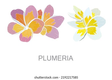 Decorative hand drawn plumeria flowers, design elements. Can be used for cards, invitations, banners, posters, print design. Floral background