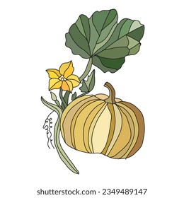 Decorative hand drawn pumpkin, design elements. Can be used for cards, invitations, banners, posters, print design. Vegetable background in line art style. Autumn, Halloween Theme