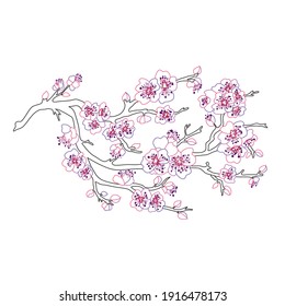Decorative hand drawn sakura cherry blossom  flowers, design elements. Can be used for cards, invitations, banners, posters, print design. Floral background in line art style