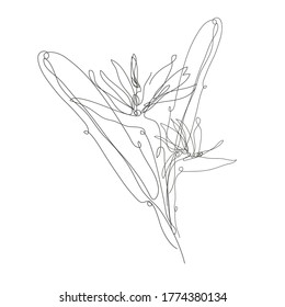 Decorative hand drawn strelitzia flower, design element. Can be used for cards, invitations, banners, posters, print design. Continuous line art style