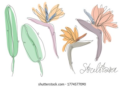 Decorative hand drawn strelitzia flower, design element. Can be used for cards, invitations, banners, posters, print design. Continuous line art style