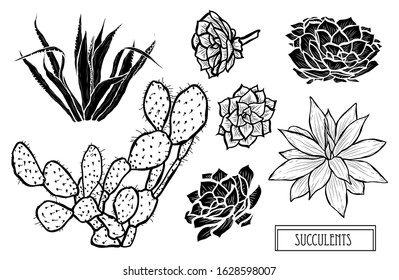 Decorative hand drawn succulents set, design elements. Can be used for cards, invitations, banners, posters, print design. Floral background in line art style