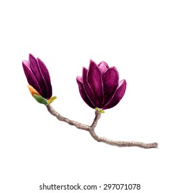 Decorative hand painted watercolor vector spring summer magnolia tree flower