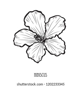 Hibiscus Tropical Flower Isolated Exotic Floral Stock Illustration ...