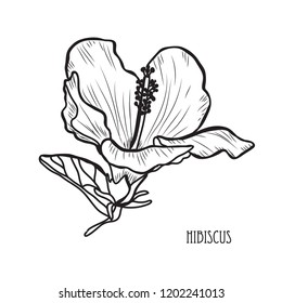 Decorative hibiscus  flower, design element. Can be used for cards, invitations, banners, posters, print design. Floral background in line art style