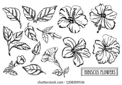 Decorative hibiscus  flowers set, design elements. Can be used for cards, invitations, banners, posters, print design. Floral background in line art style