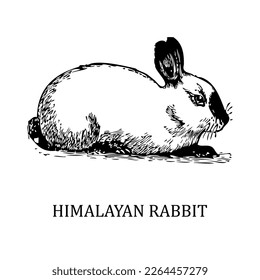 Conejo himalayo decorativo, elemento de diseño. Se puede usar para tarjetas, invitaciones, banners, afiches, diseño de impresión. Fondo animal en el estilo de arte en línea