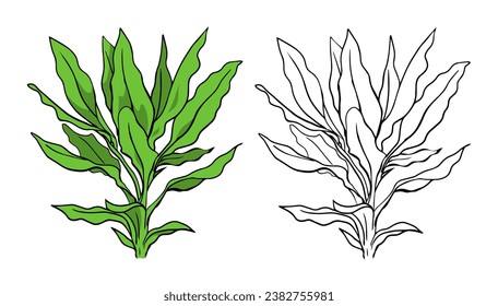 Decorative home flower. Green plant. Design template. Vector isolated art illustration. Sketch black and white and color. Hand drawn line