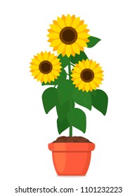 decorative home flower of a sunflower in a pot. flat vector illustration isolated on white background