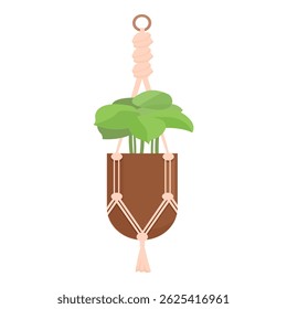 Decorative home plant hanging from ceiling using macrame plant hanger