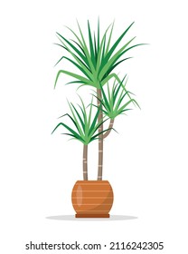 Decorative house plant Dracaena in ceramic flower pot isolated on white background.  Flat or cartoon icon vector illustration for home decor and botanical design.