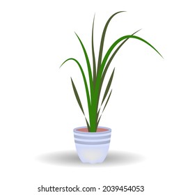 Decorative house plant in pot isolated on white background