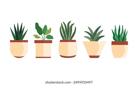 Decorative House Plants, Indoor Plants in Pots. Indoor plants in pot landscaping at home. Decor for the apartment and garden. Vector illustration