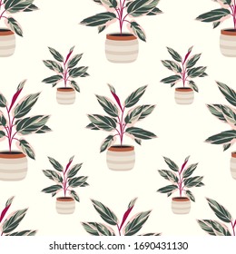 Decorative house plants seamless pattern. Indoor calathea plant