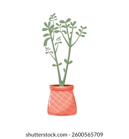 Decorative houseplant Crassula in orange flower pot. Gardening hobby. Home interior decoration. Isolated vector illustration on white background