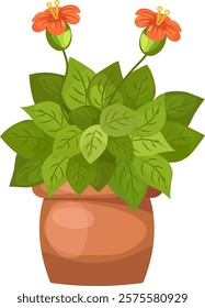 Decorative houseplant to decorate the interior. Indoor houseplant in flowerpot. Colorful house flowers. Vector illustration isolated on transparent background